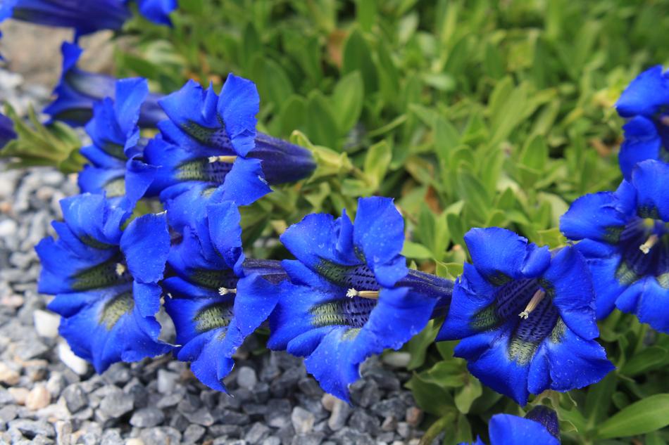 Gentian Alpine Flower Flowers free image download