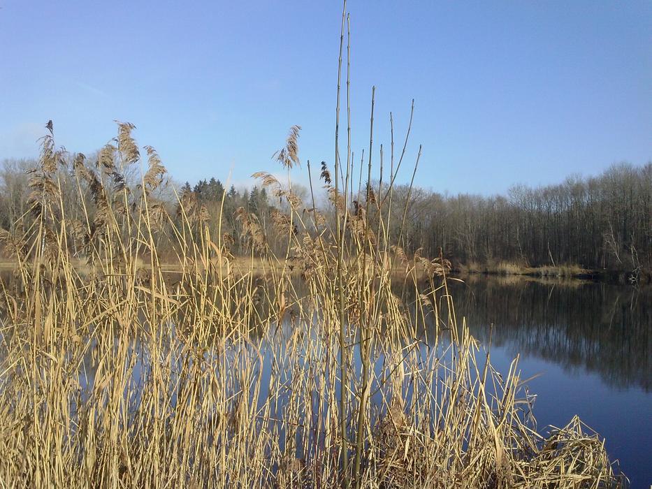 Reed Lake free image download