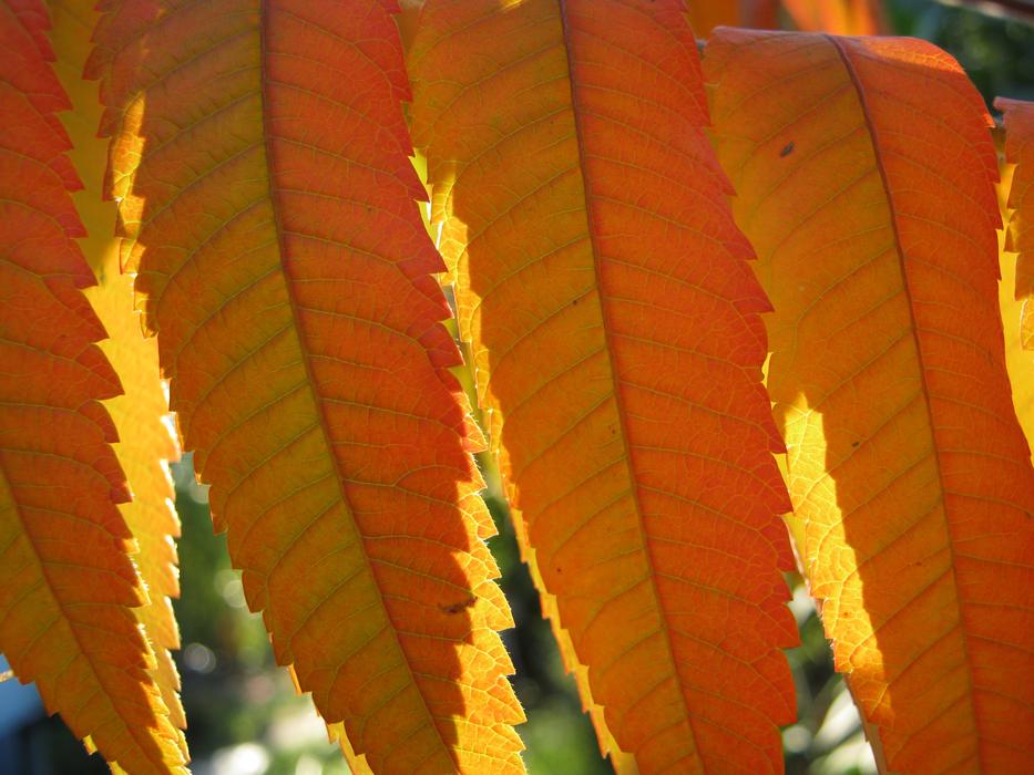 Leaves Autumn Emerge free image download