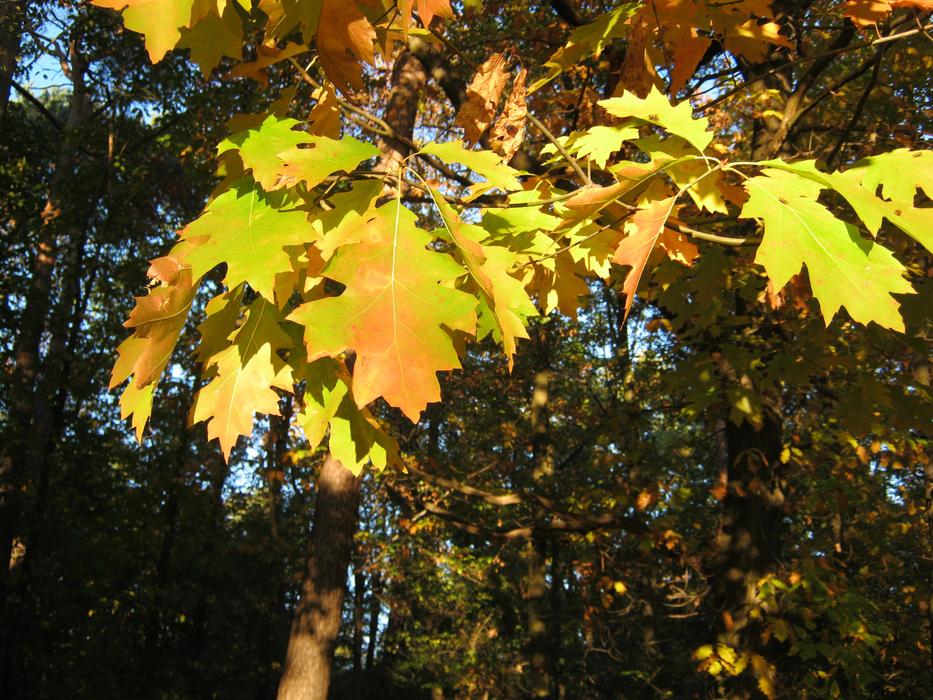 Leaves Autumn Emerge free image download