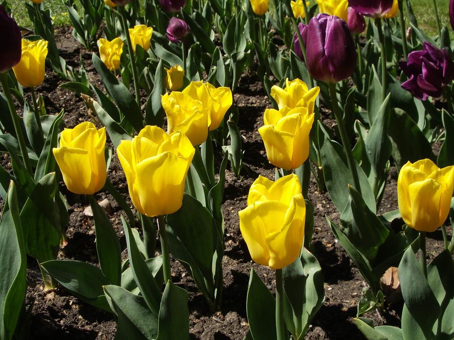 Tulip Flowers Yellow free image download