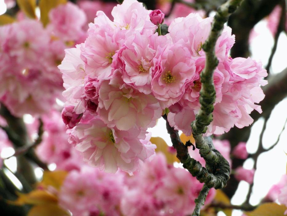 Cherry Blossom Red Pink free image download