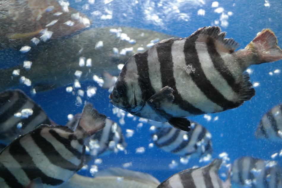 Black and white striped fish underwater free image download