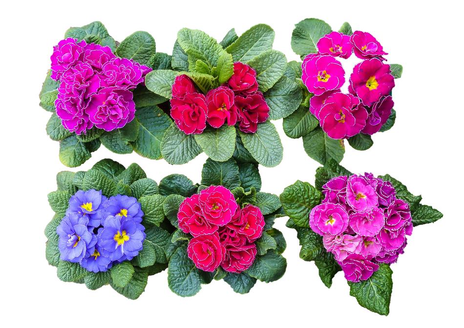 Flowers easter color free image download