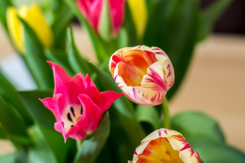 Tulips, bright Bouquet free image download