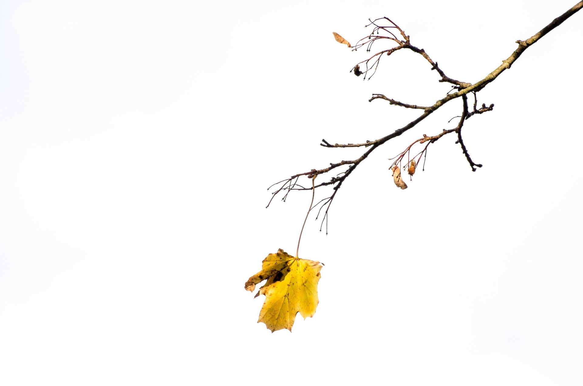 Autumn Tree Trees free image download