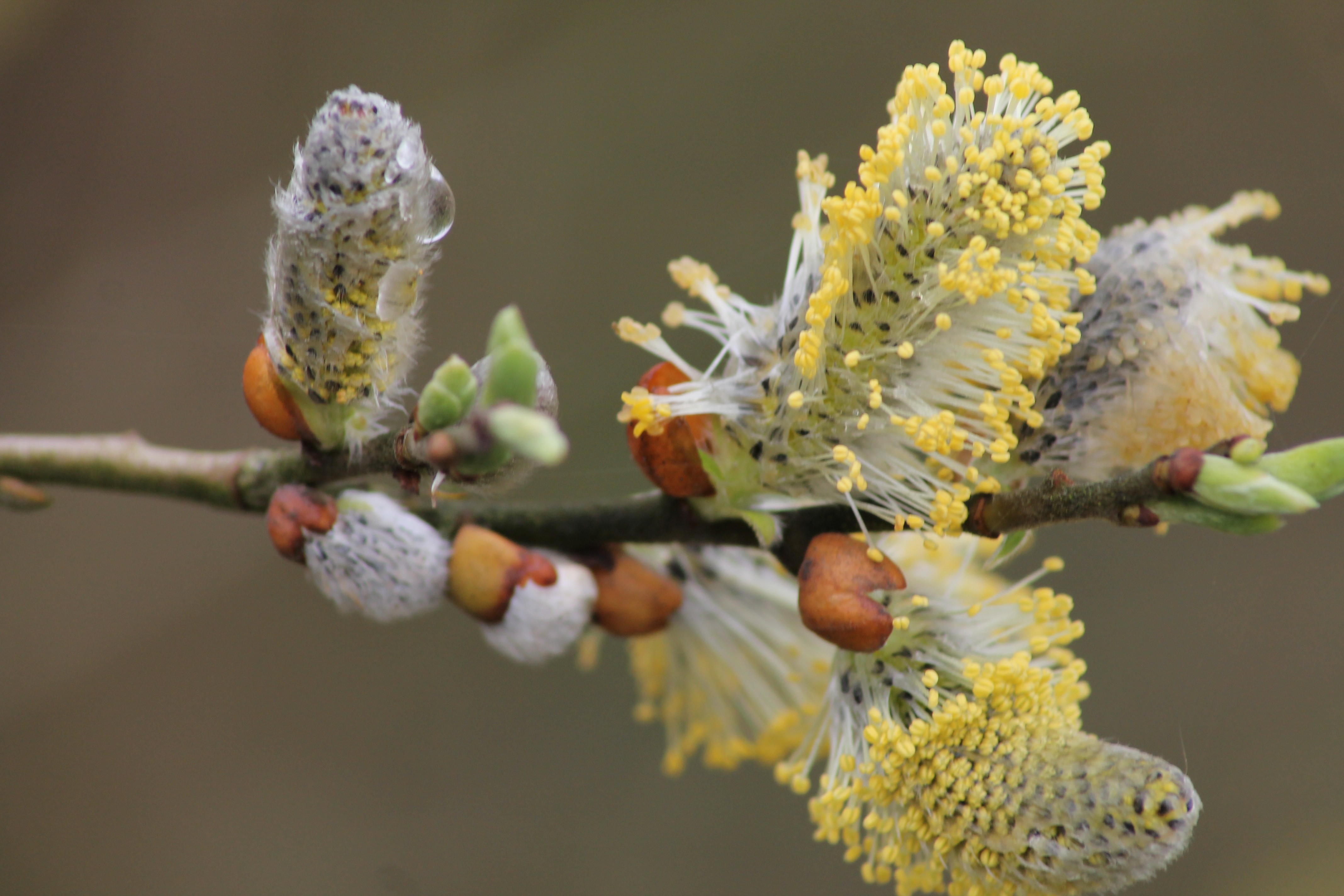 Willow Catkin tree Grazing Greenhouse free image download