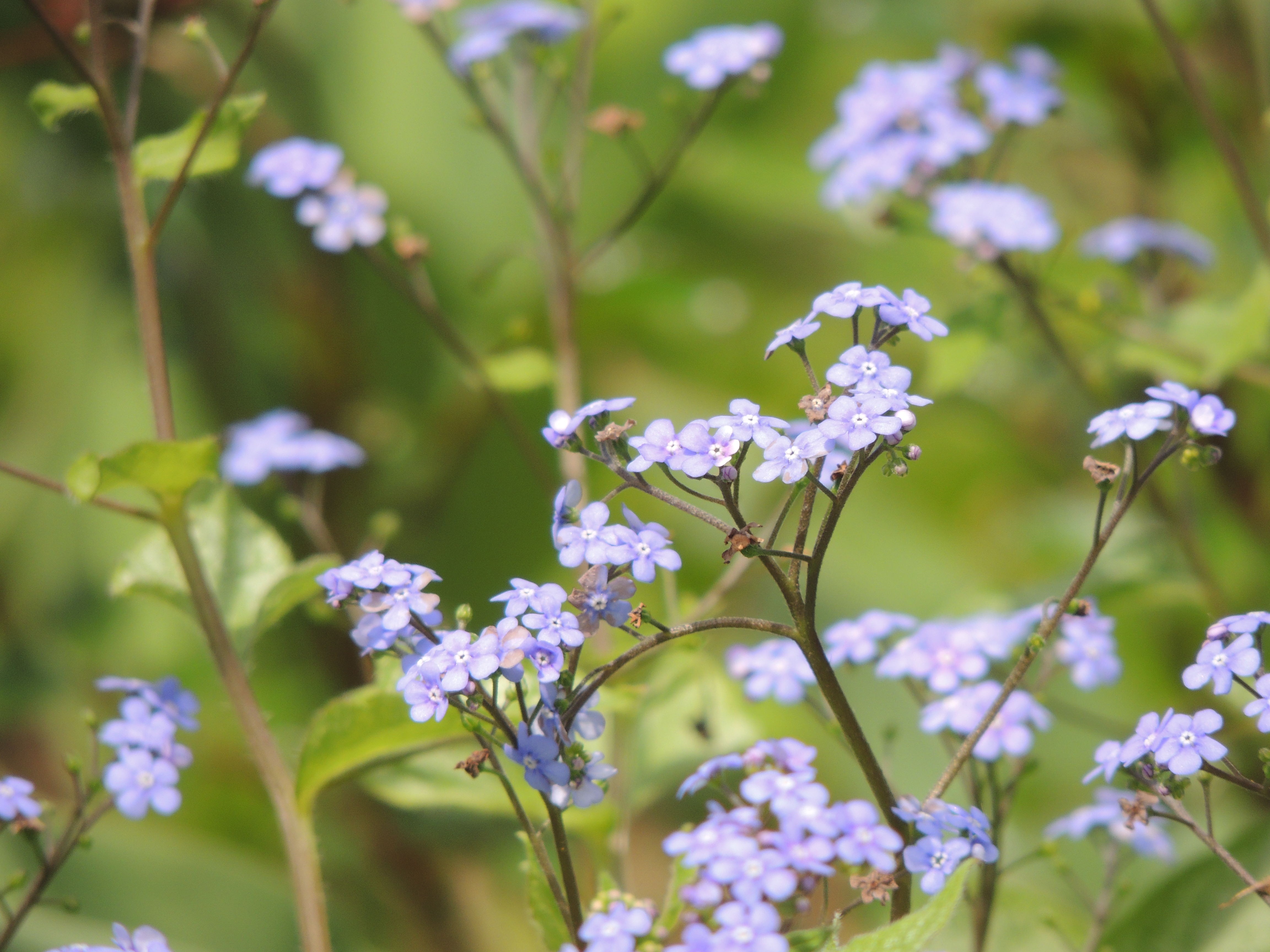 Closeup of the beautiful, blossoming, violet me not flowers