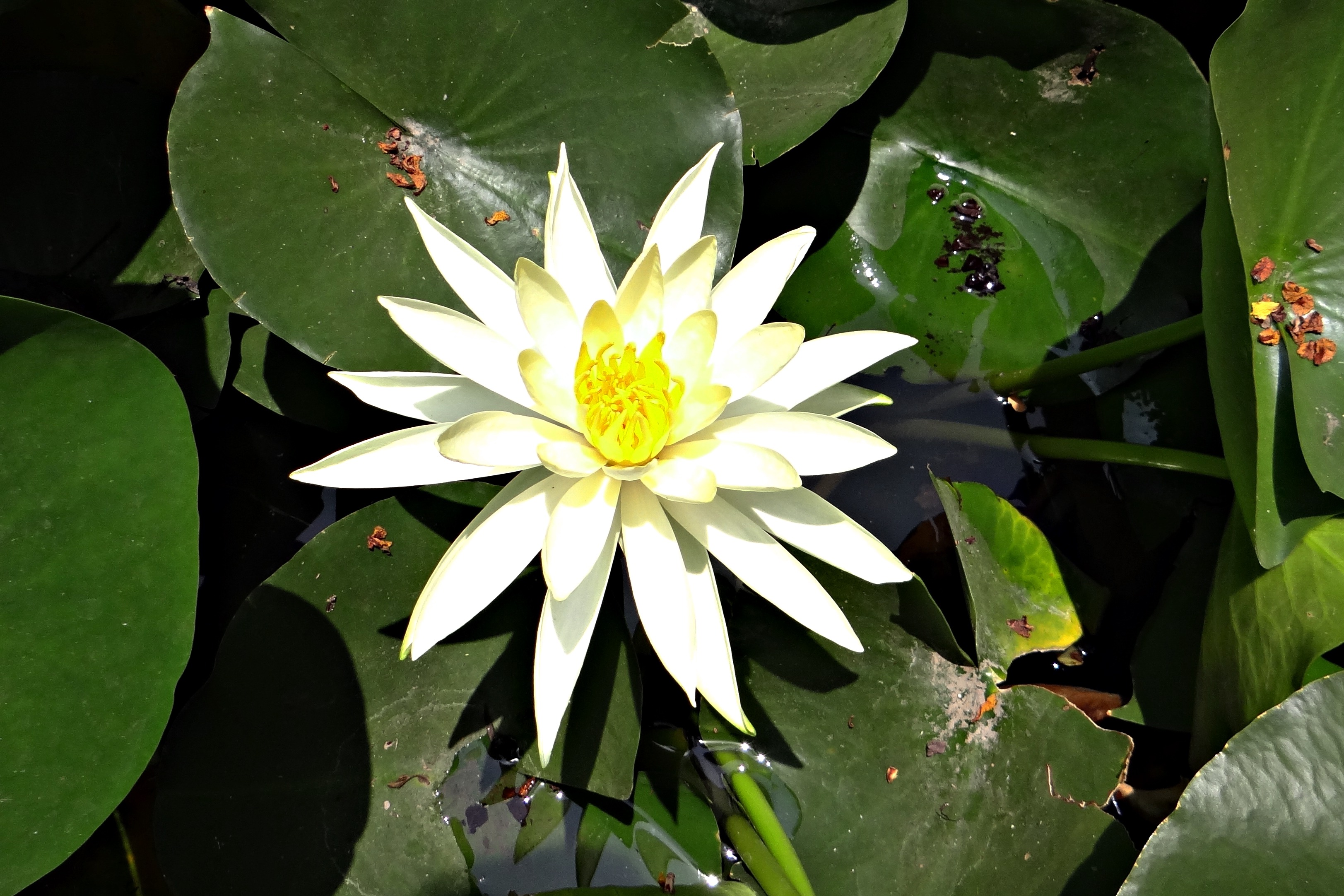 Water Lily Banana free image download