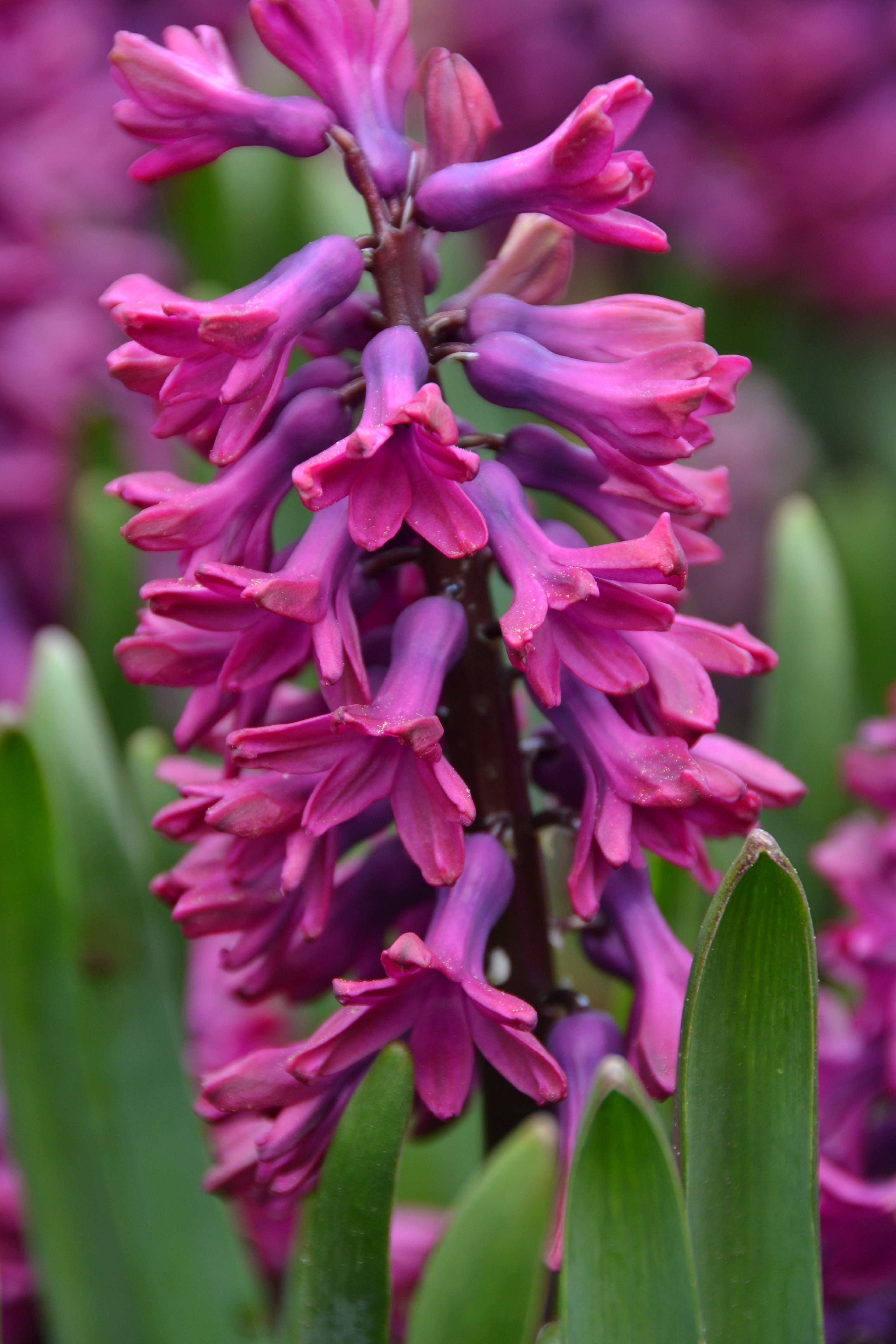 Hyacinth Bloom free image download