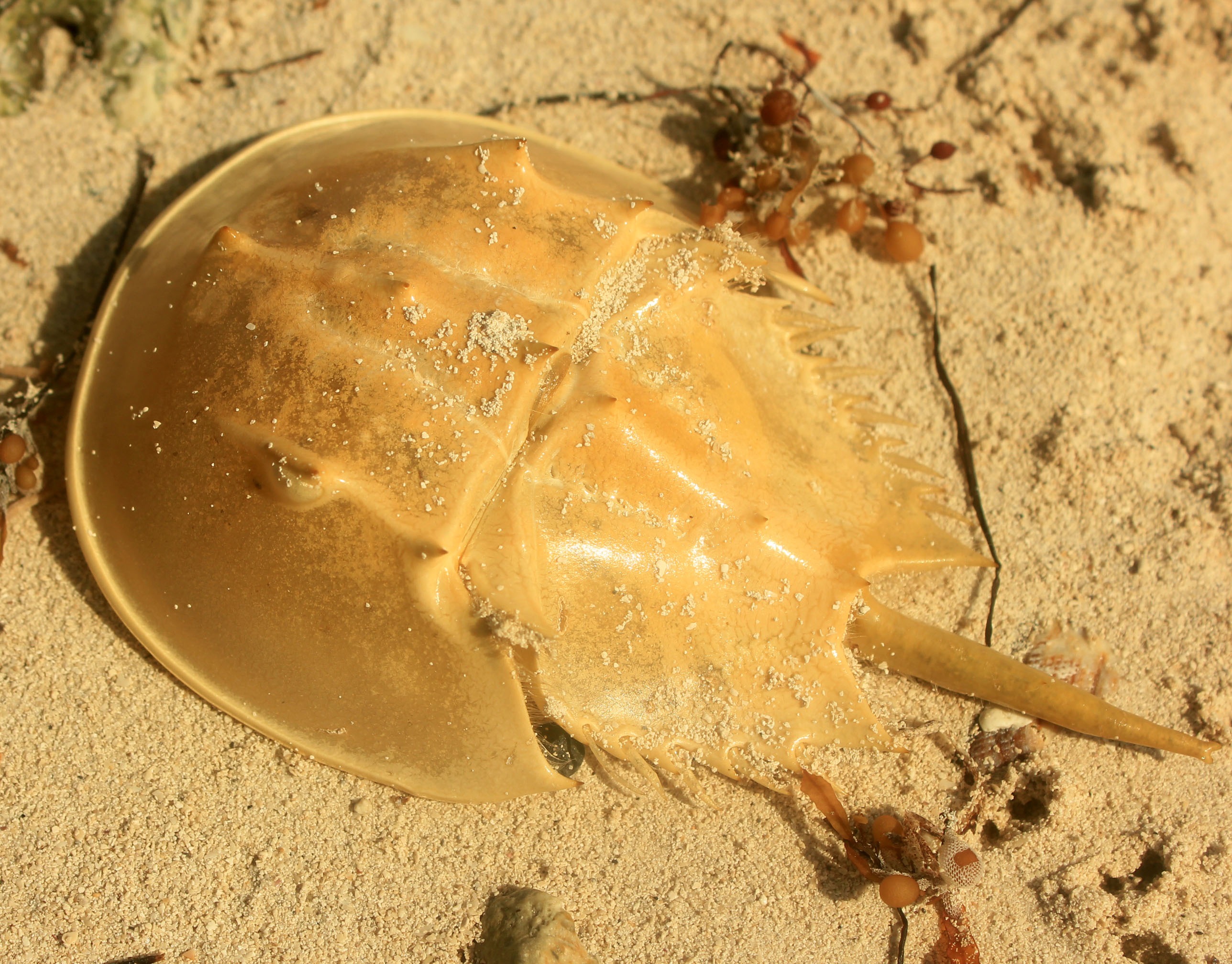 Horseshoe Crab Shell free image download