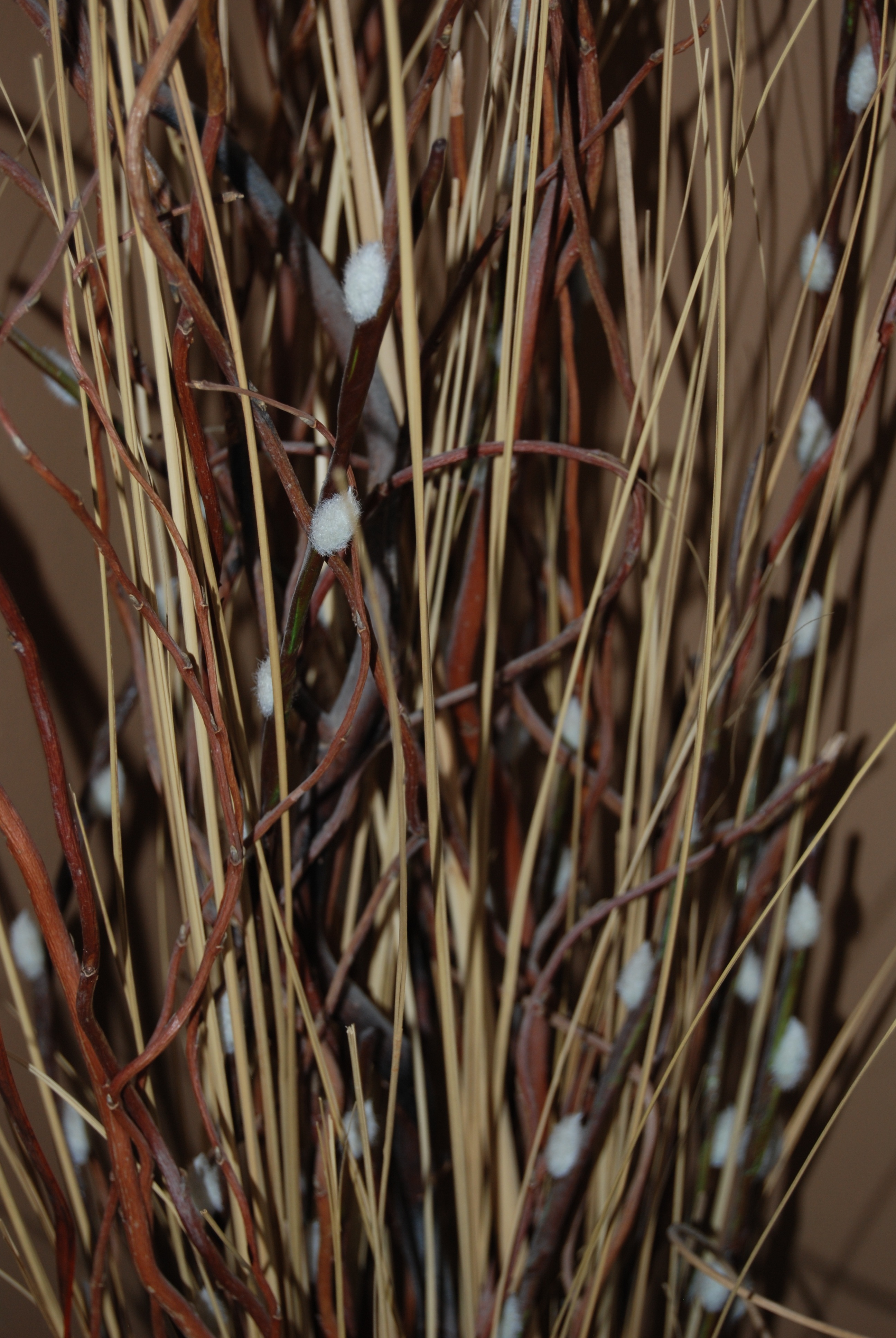 Willows Twigs free image download