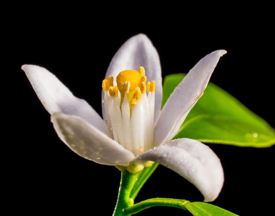 Orange Blossom Small Flower White free image download