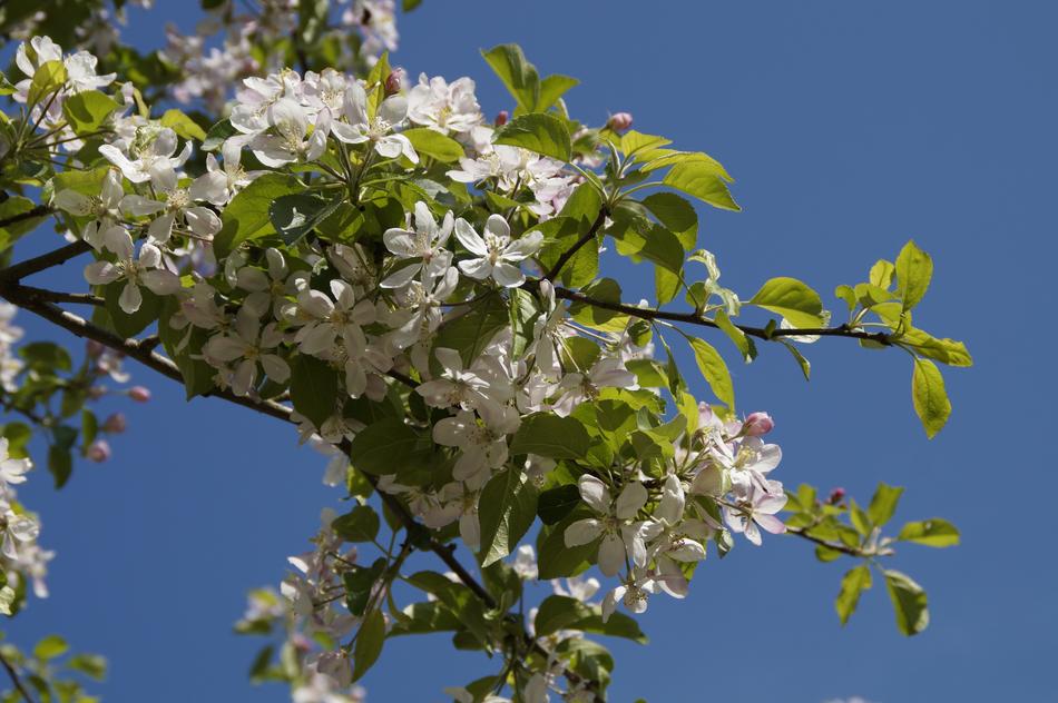 Apple Blossom Tree white free image download