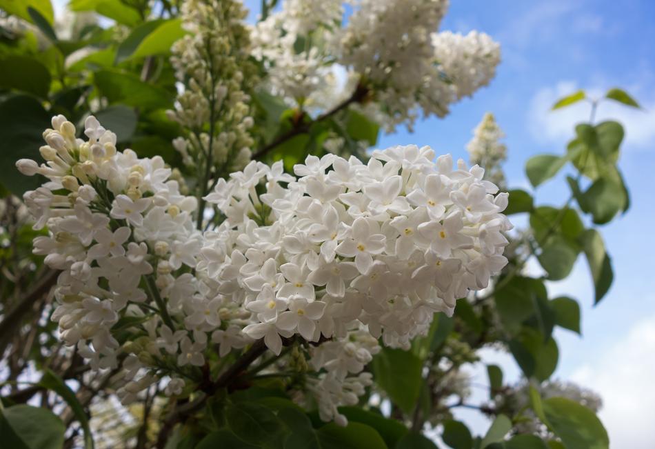 Lilac Blossom Flowers blue sky free image download