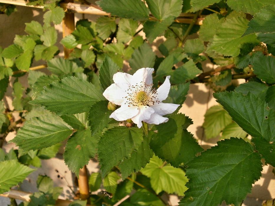 Blackberry White Flowers Rosaceae free image download