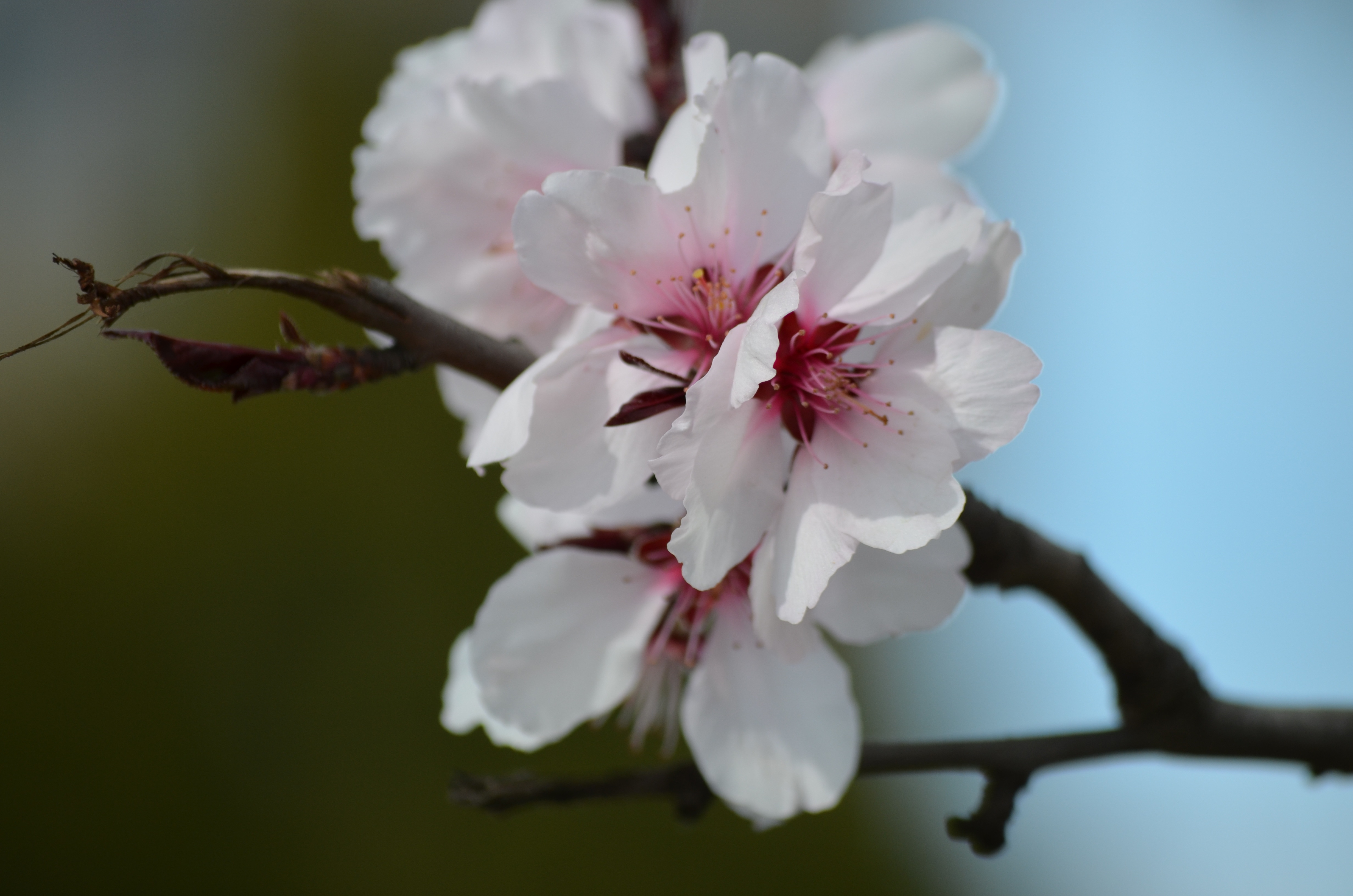 Bloom In March Spring free image download