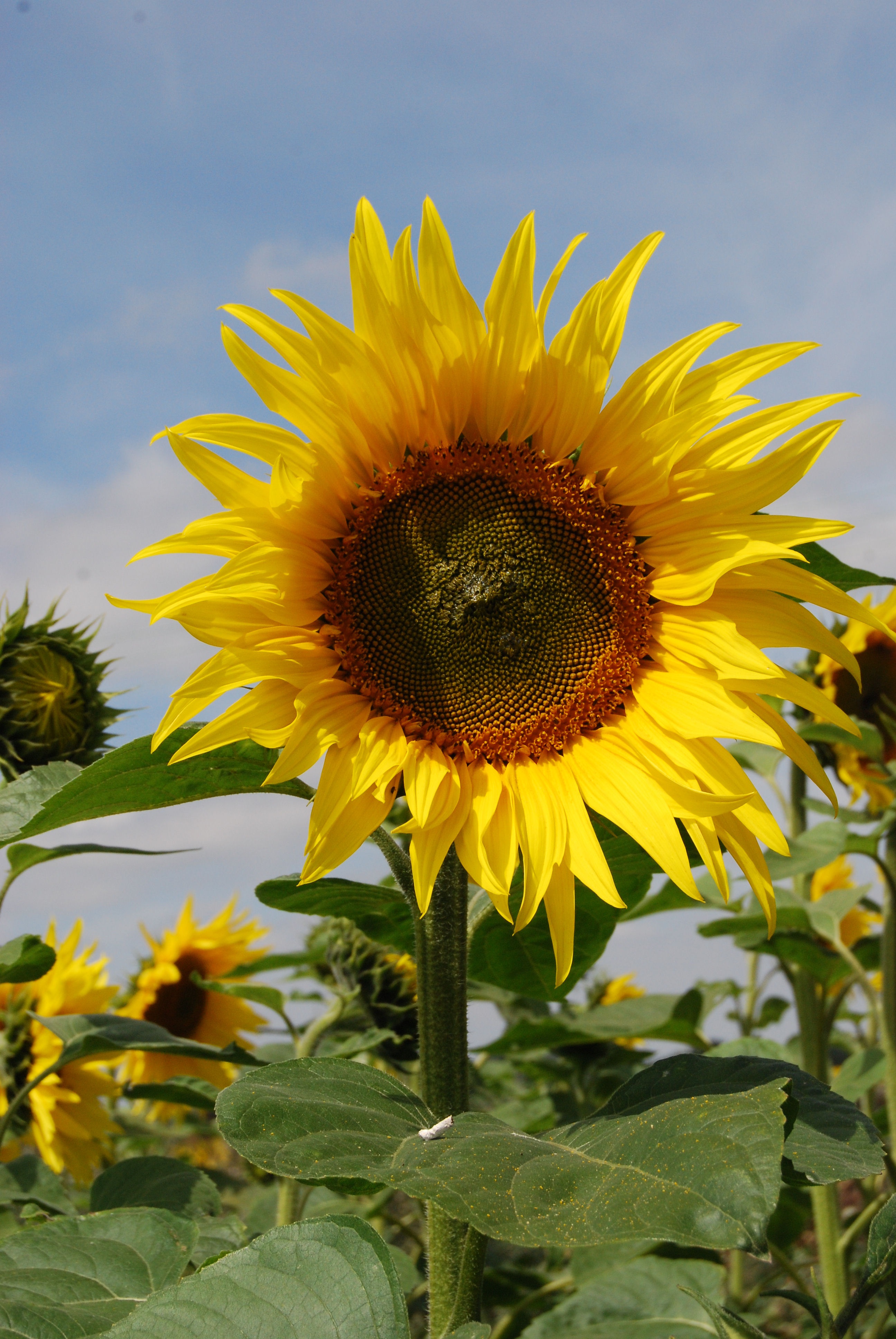 Sunflower Flowers Seeds free image download
