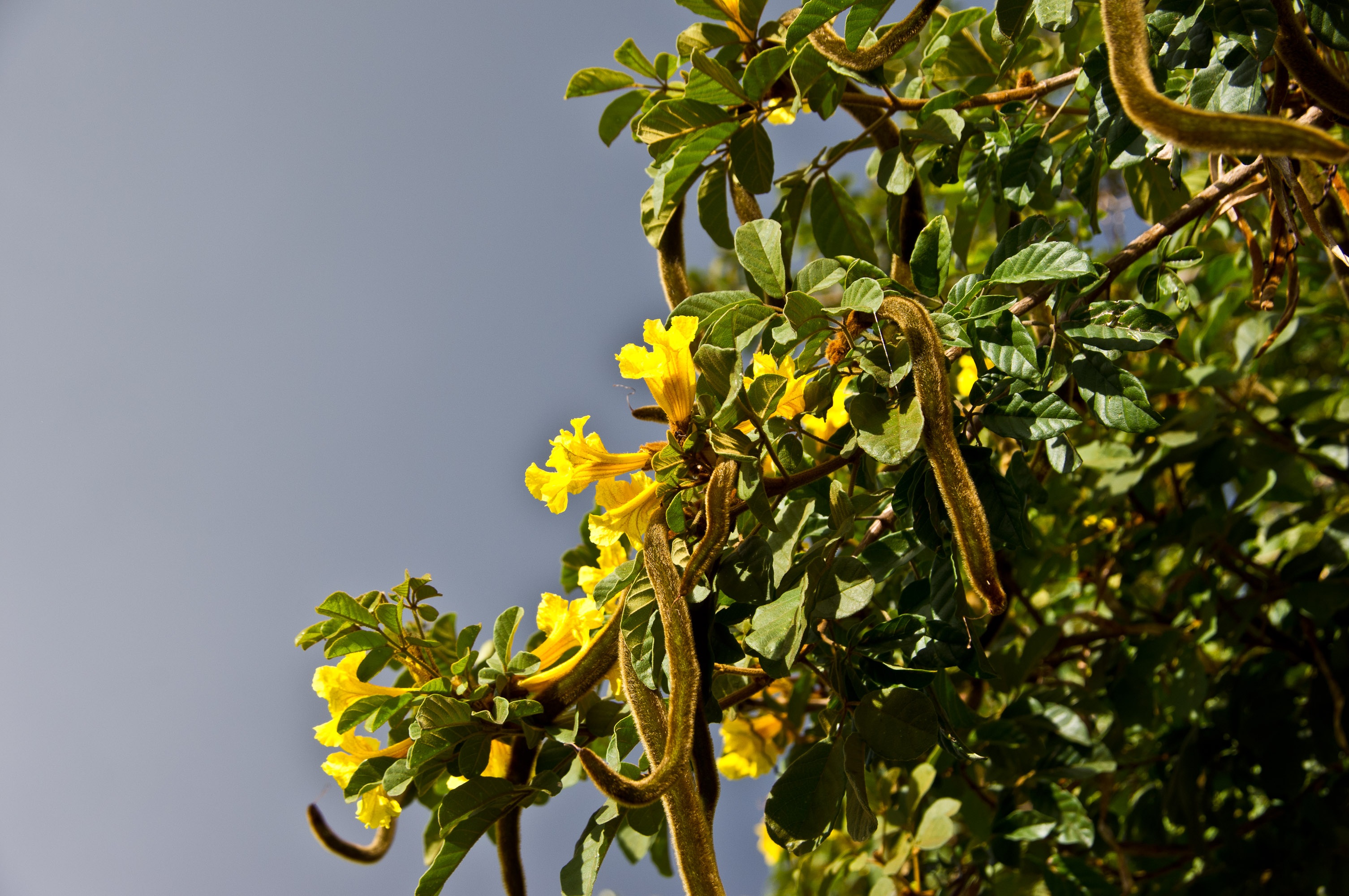 Seed Pods yellow Flowers free image download