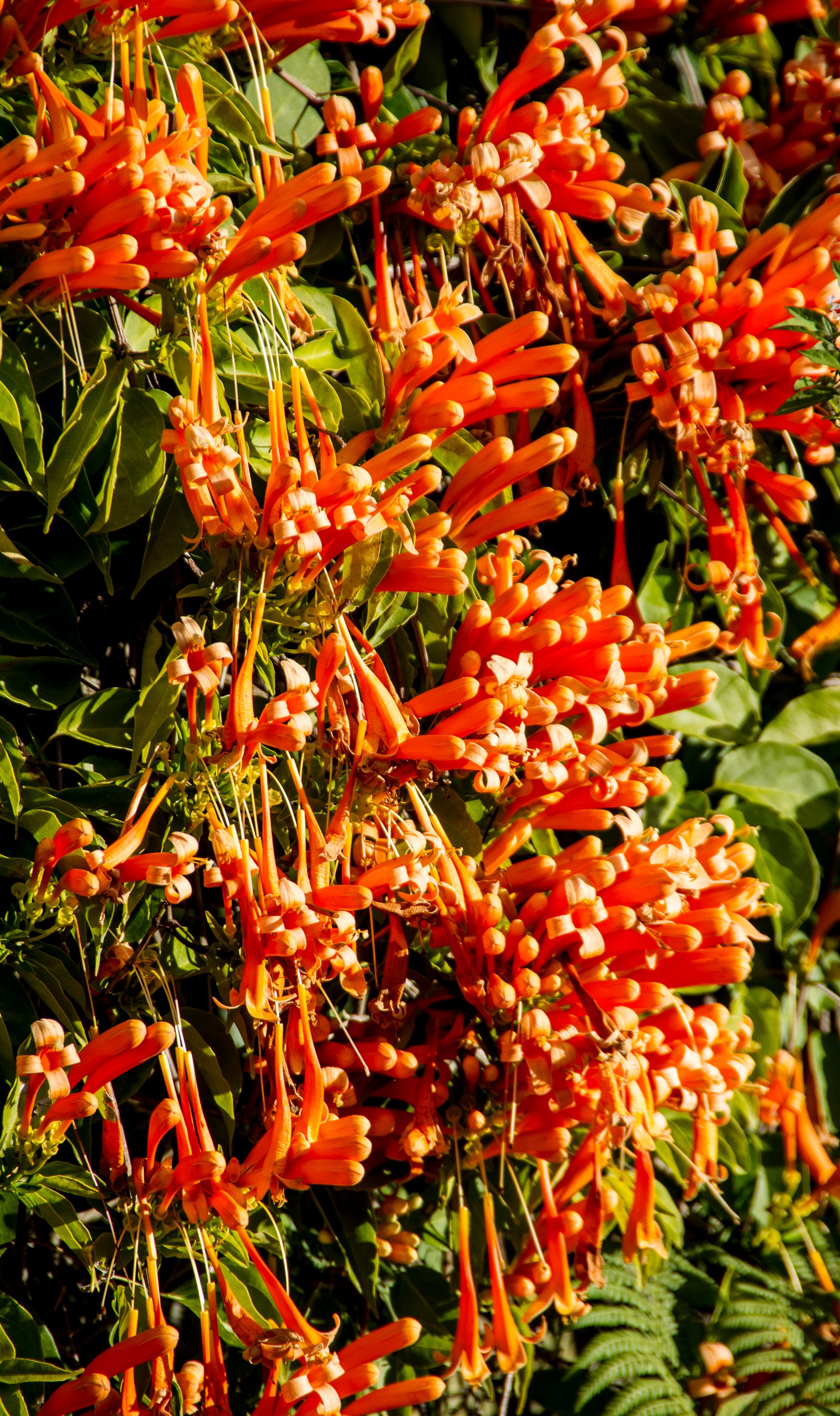 Flowers Orange Hedge free image download