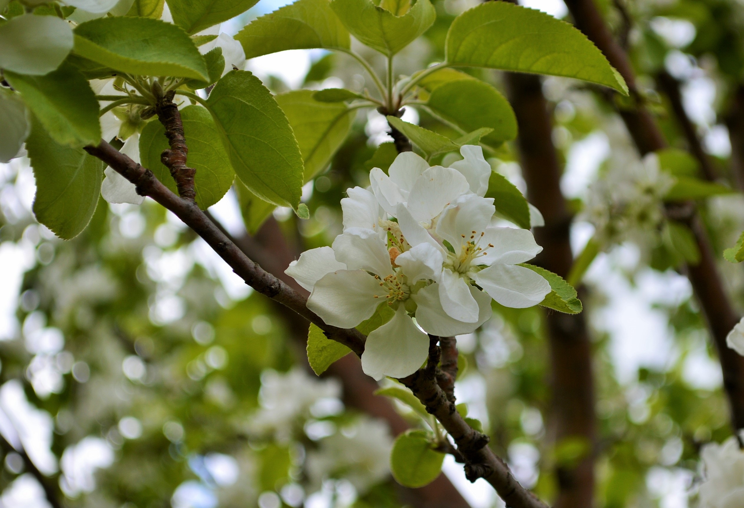 Blossom on Apple Tree free image download