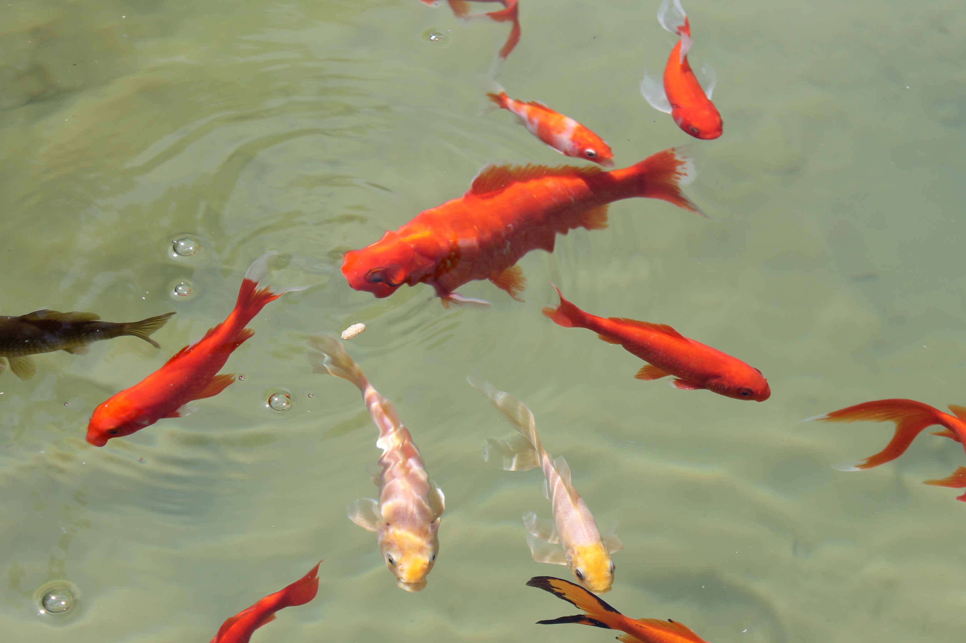 Fish Pond Swim free image download