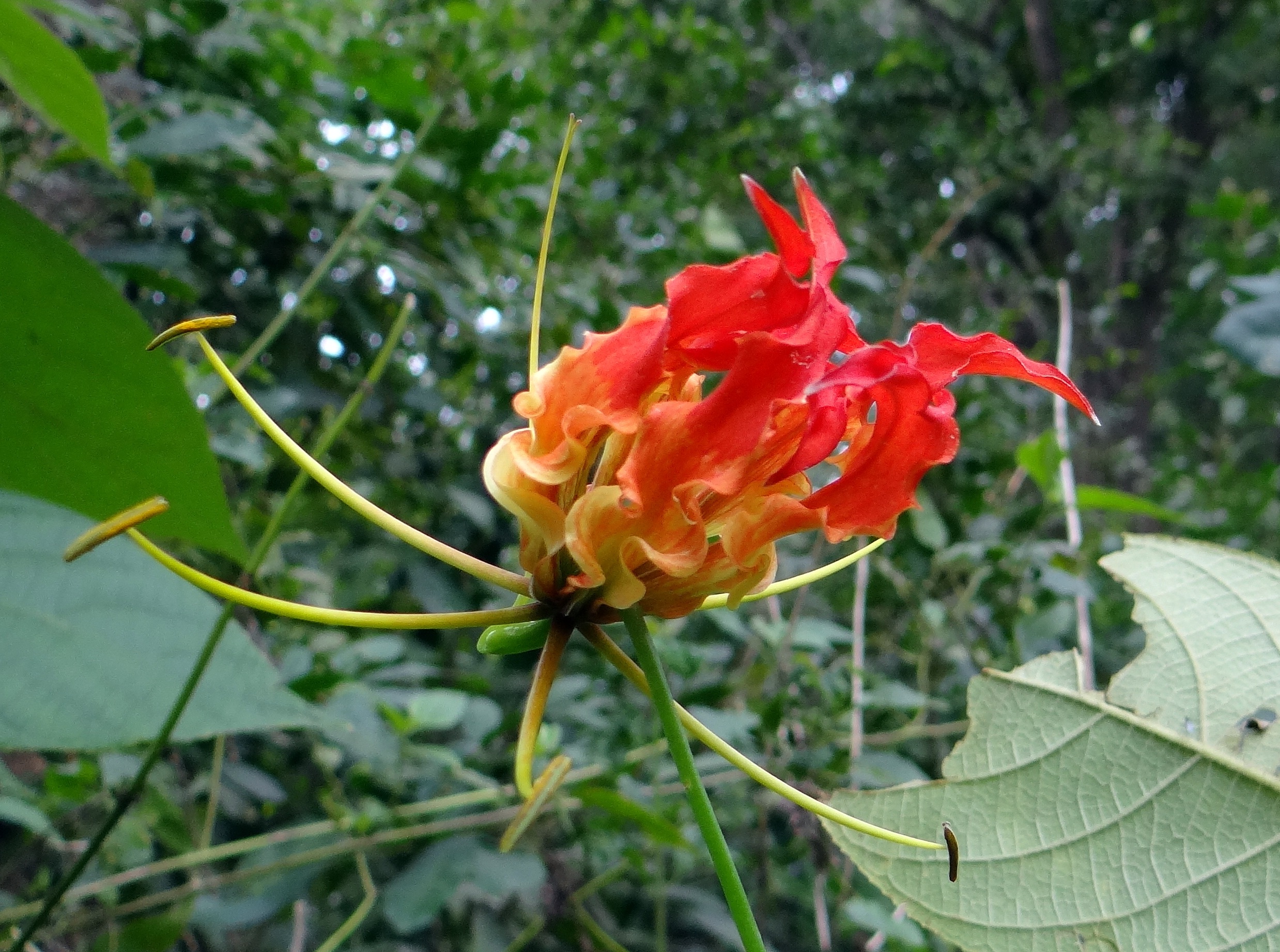 Closeup of the beautiful, red, orange and yellow glory lily flower