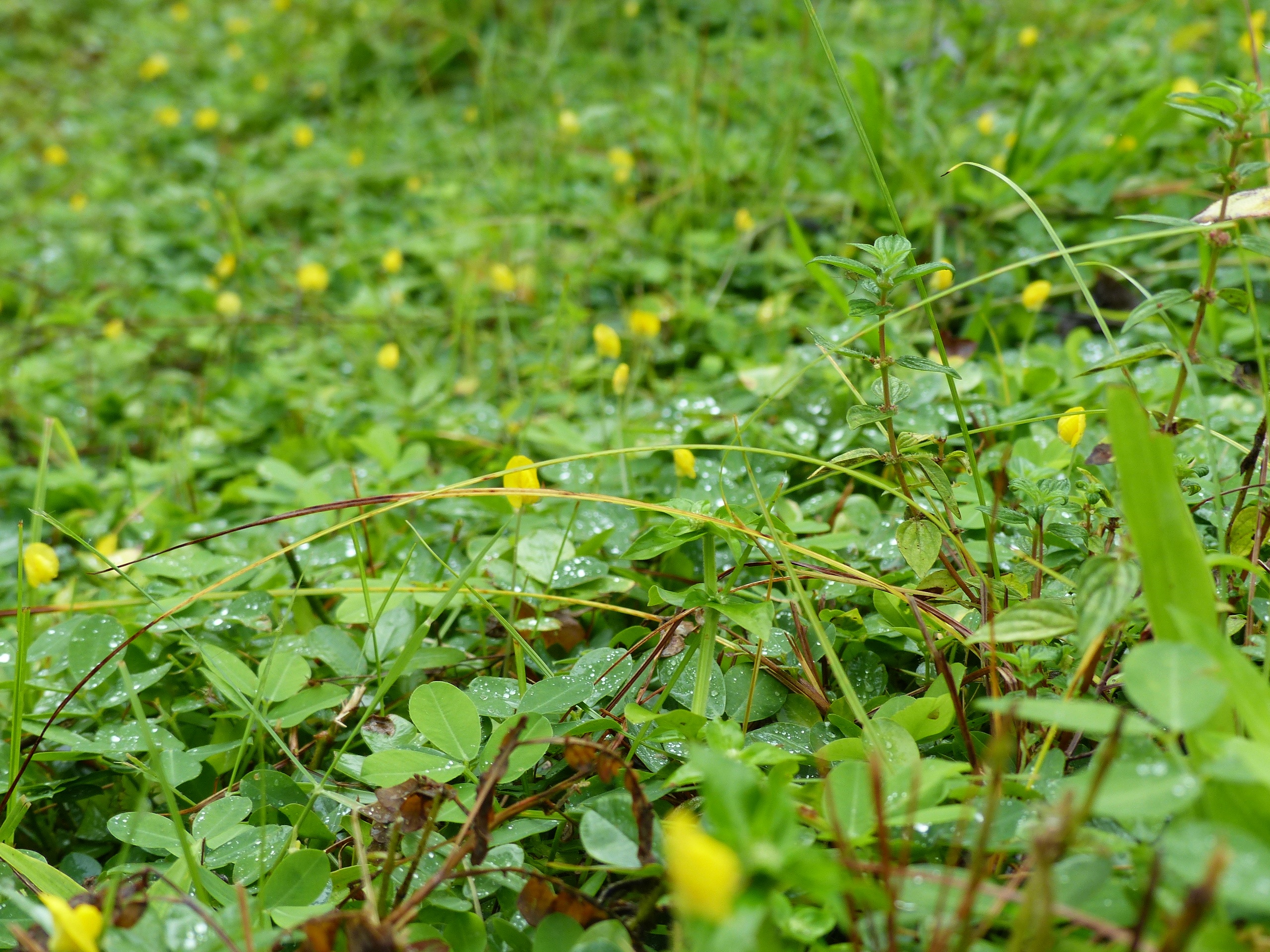 Green grass, wild yellow flowers free image download