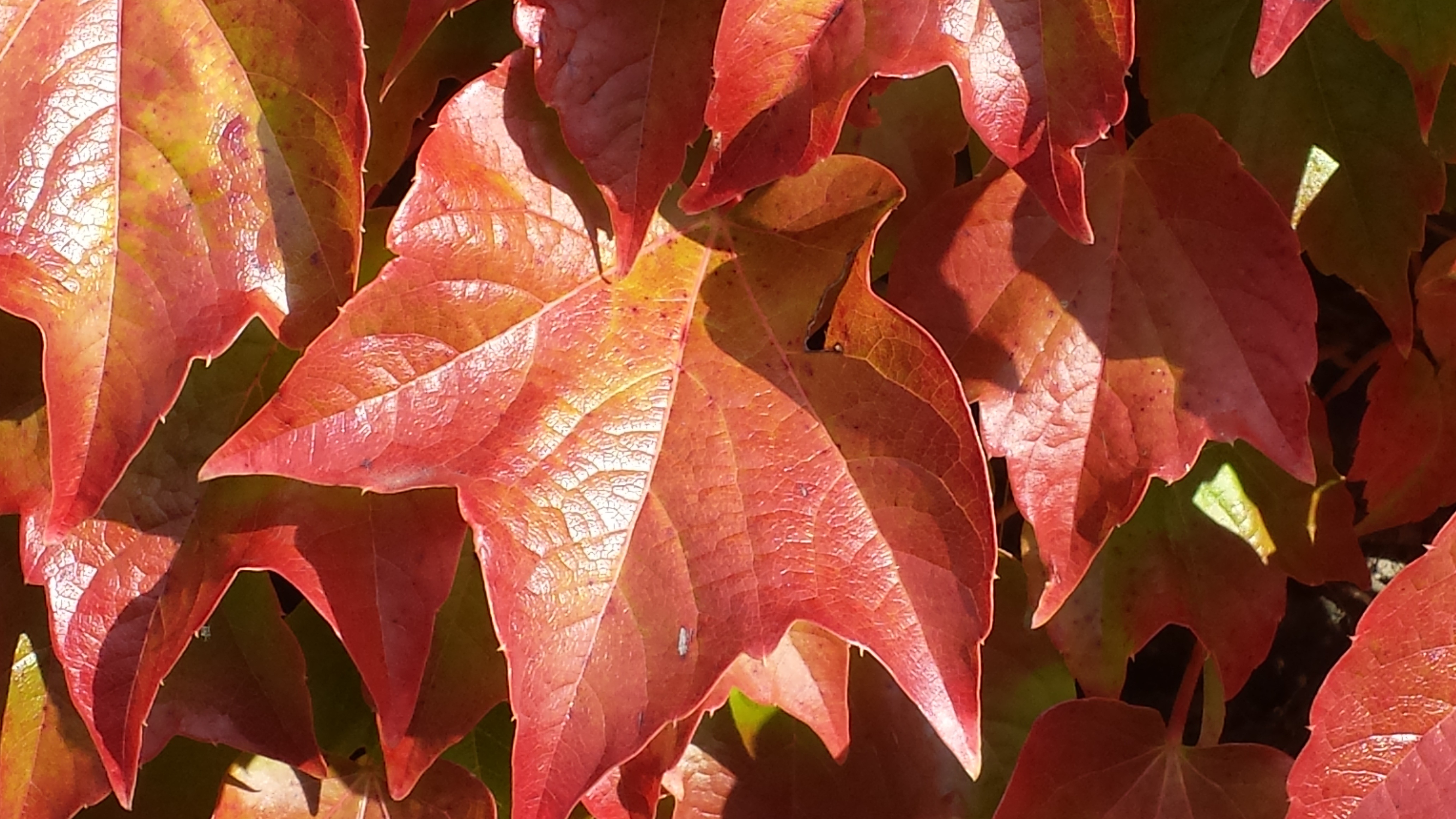 Ivy Autumn Colours Fall free image download