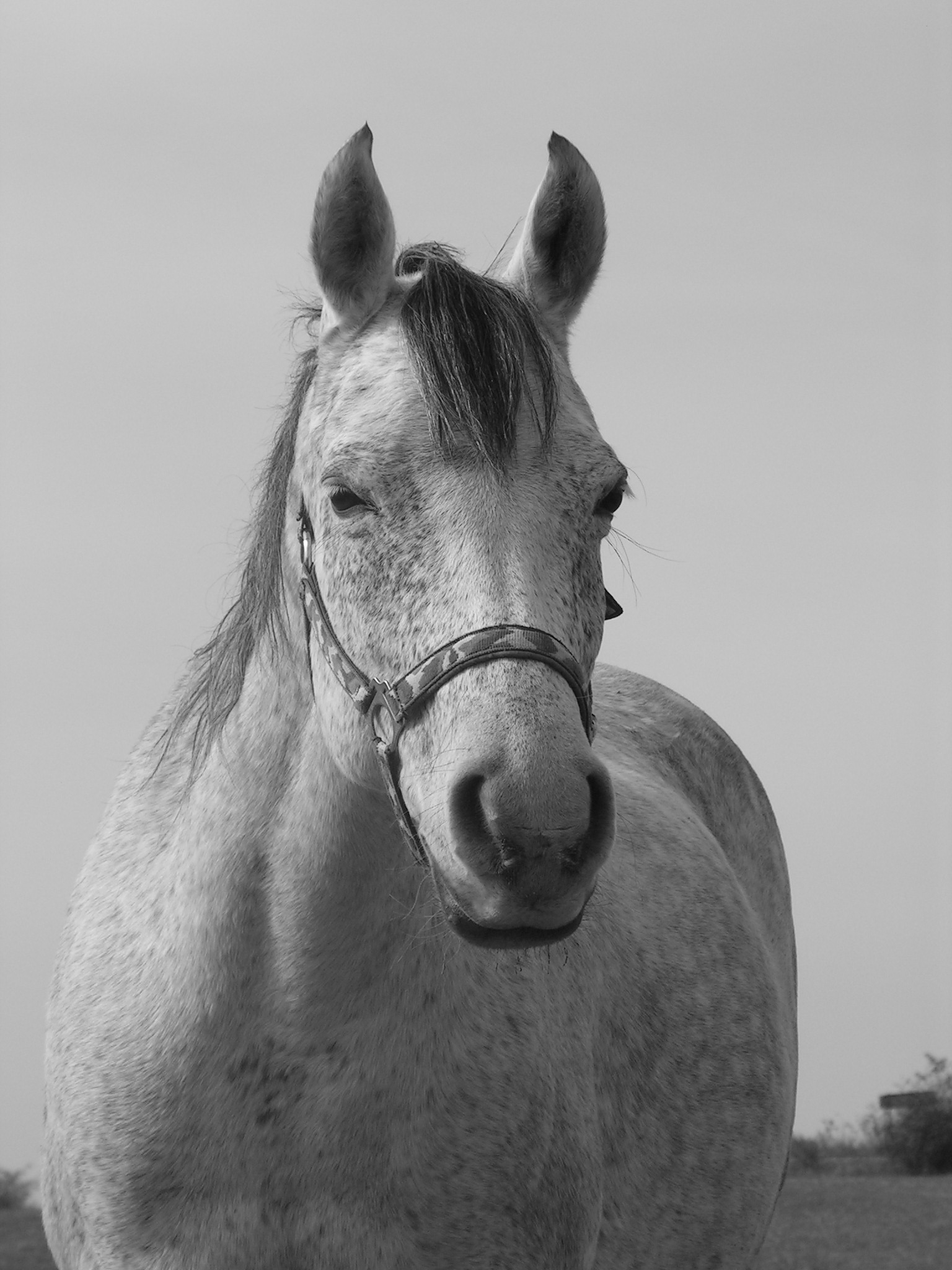 Horse Portrait Black And White free image download