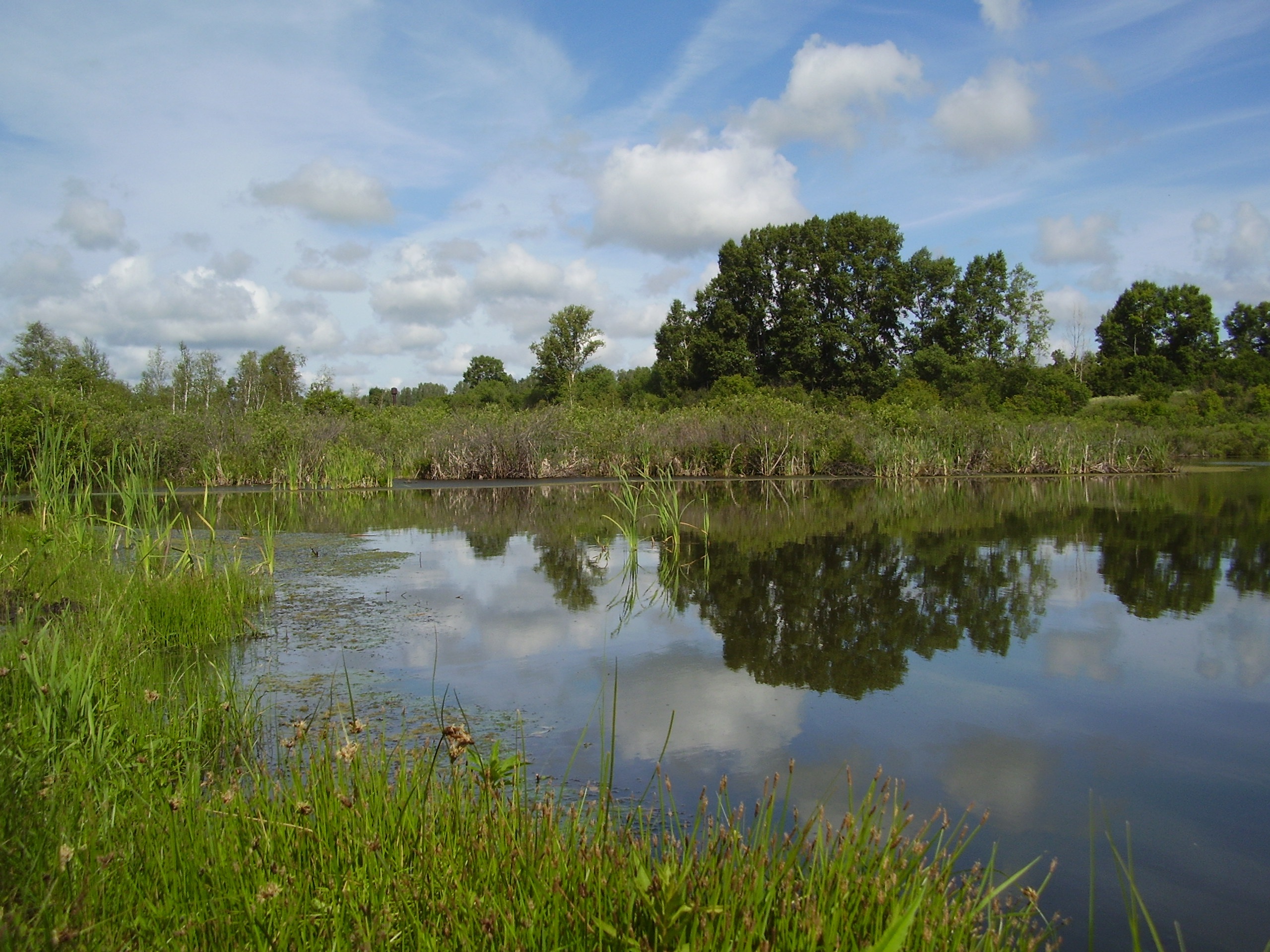 Lake Reeds free image download