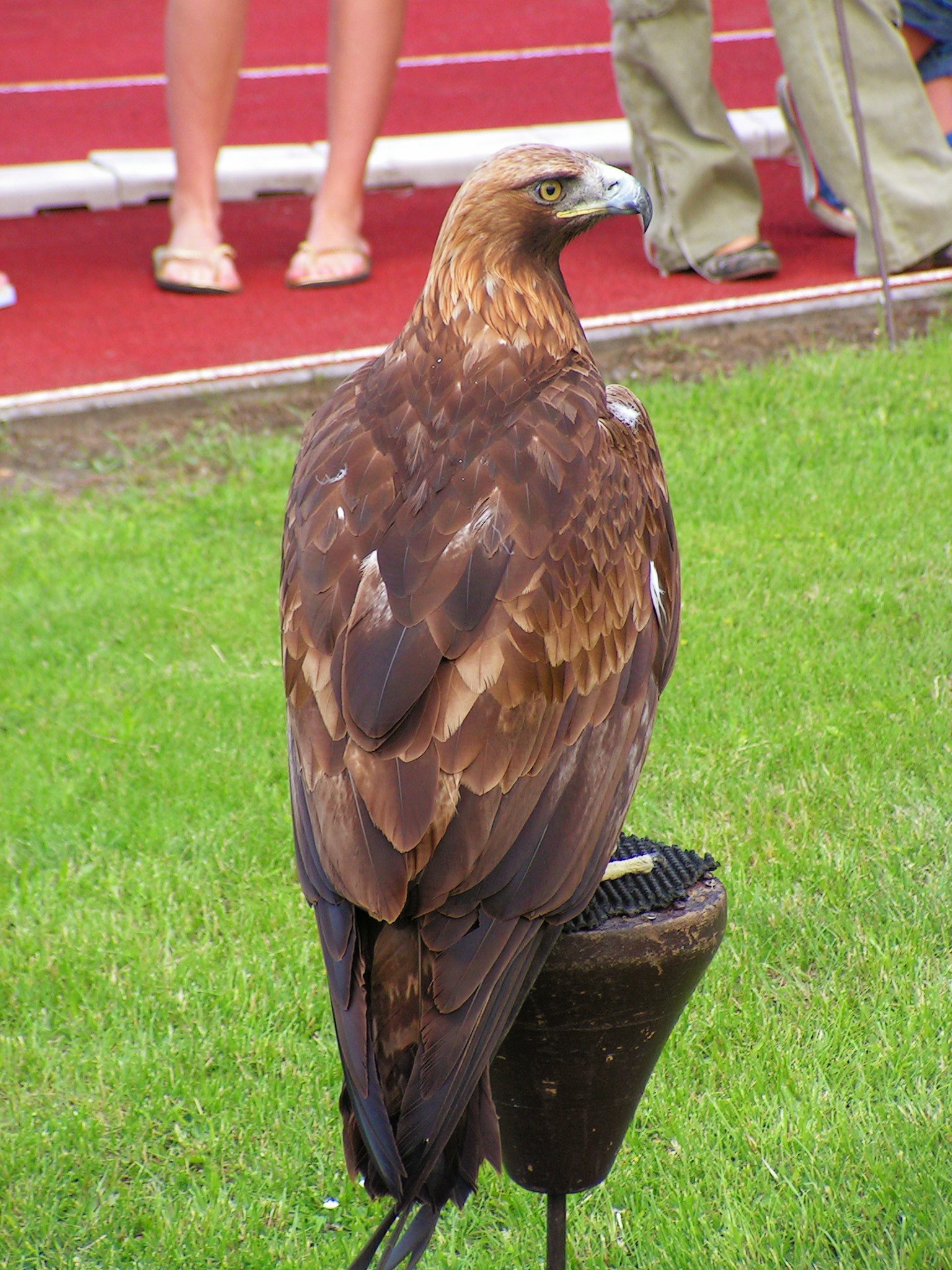 Eagle Rock Falconry free image download