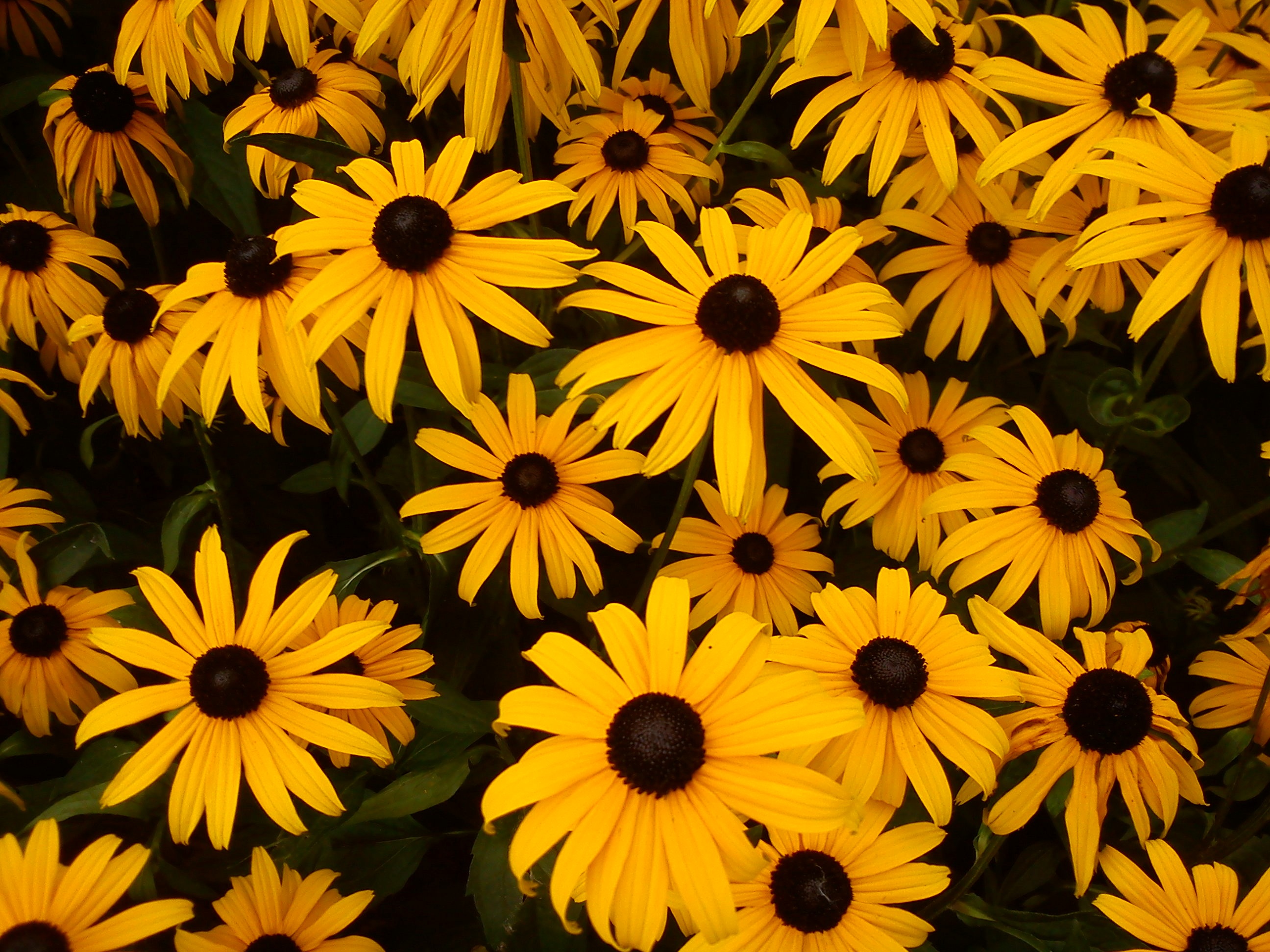 Yellow Coneflower Flowers free image download