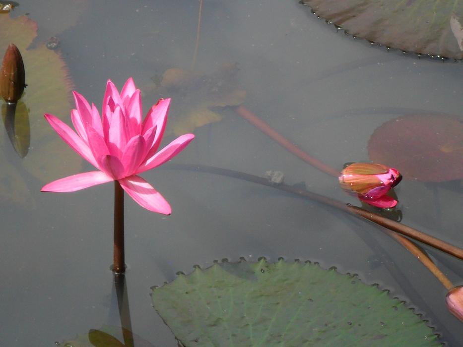 Lotus Flower water pink free image download