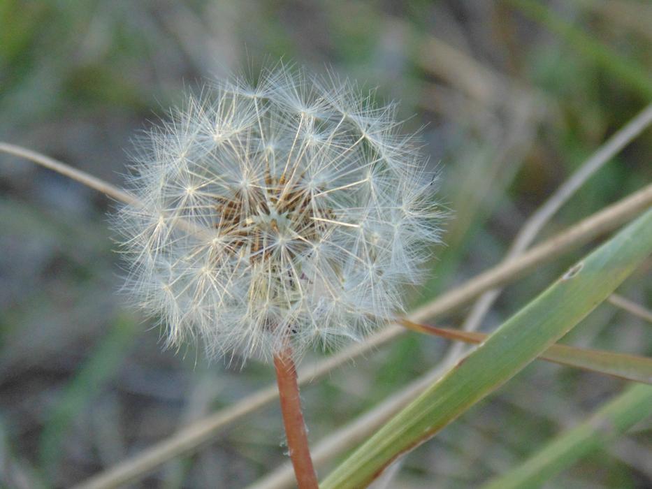 White seed grass in a meadow free image download