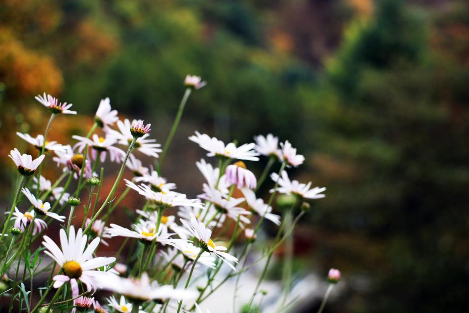 White Flowers blooming in garden free image download