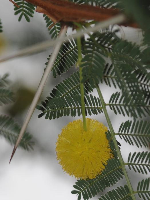 Yellow Mimosa Flower free image download