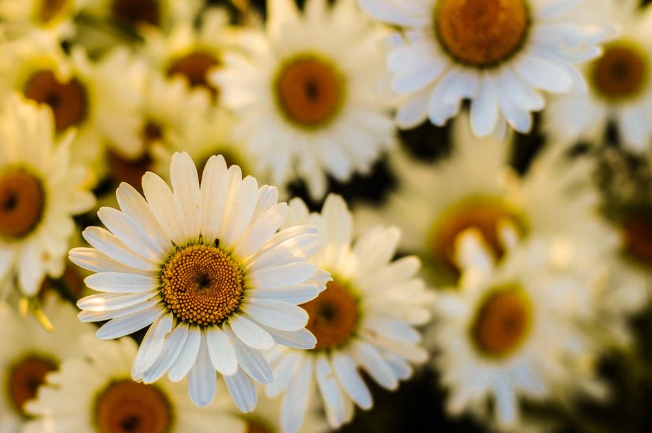 Oxeye Daisy white yellow free image download