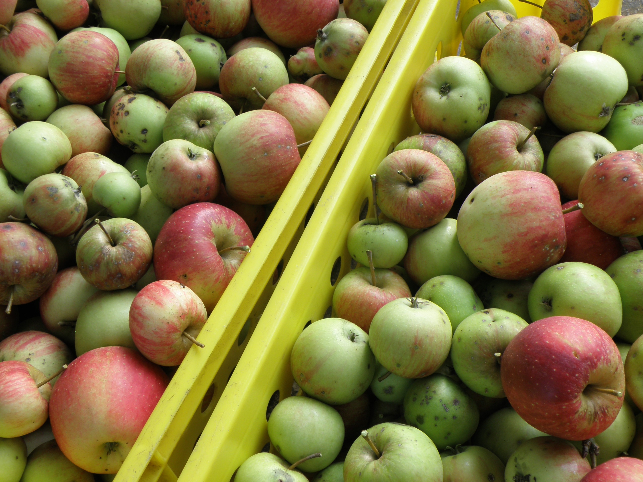 Apple Harvest Green free image download