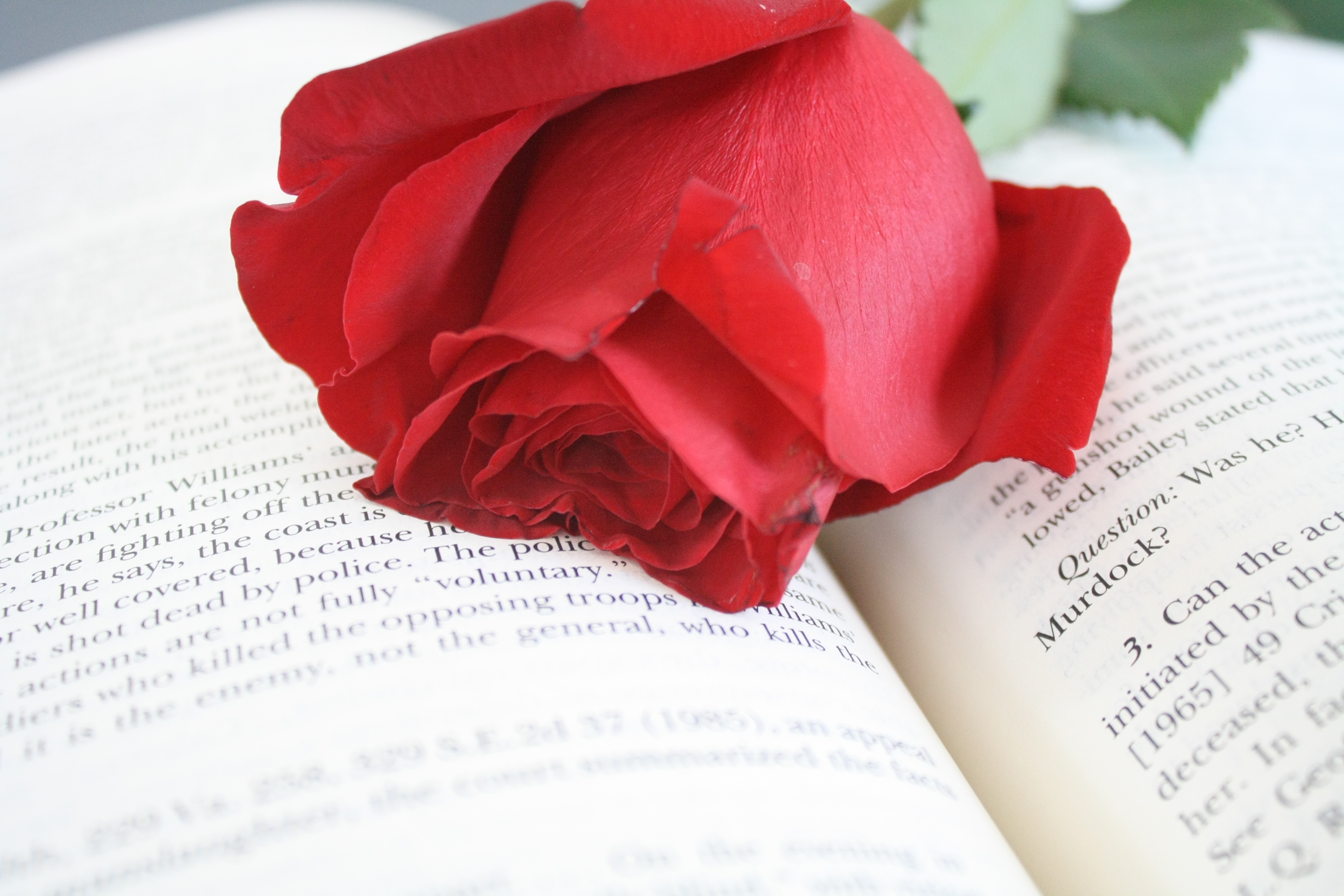 Rose Red Flower book text free image download