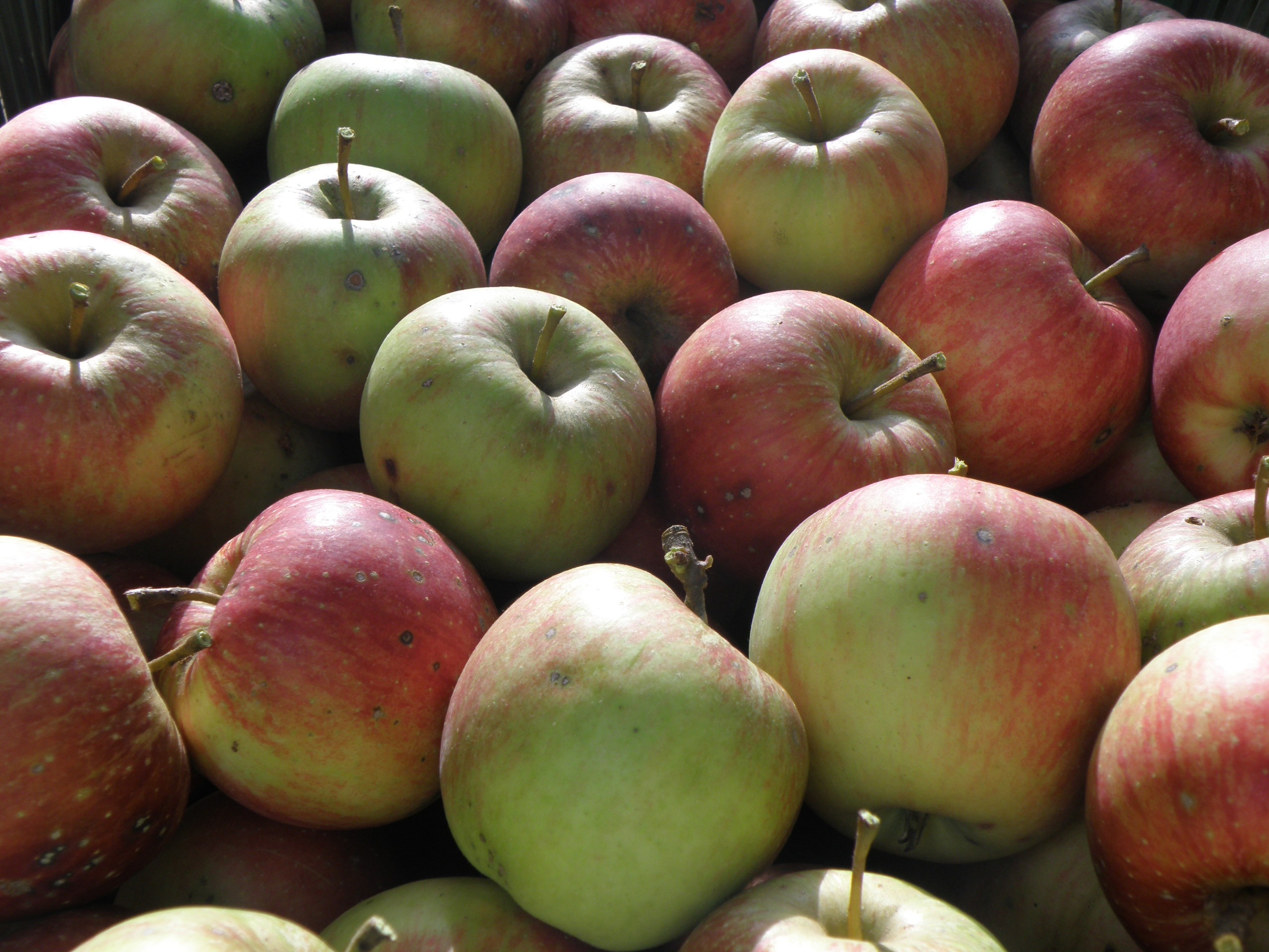 Apple Harvest Green free image download