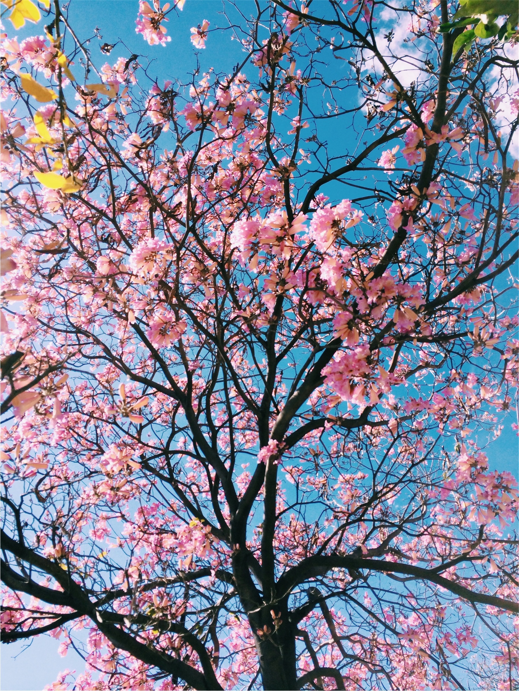 Pink Blossoms Tree free image download