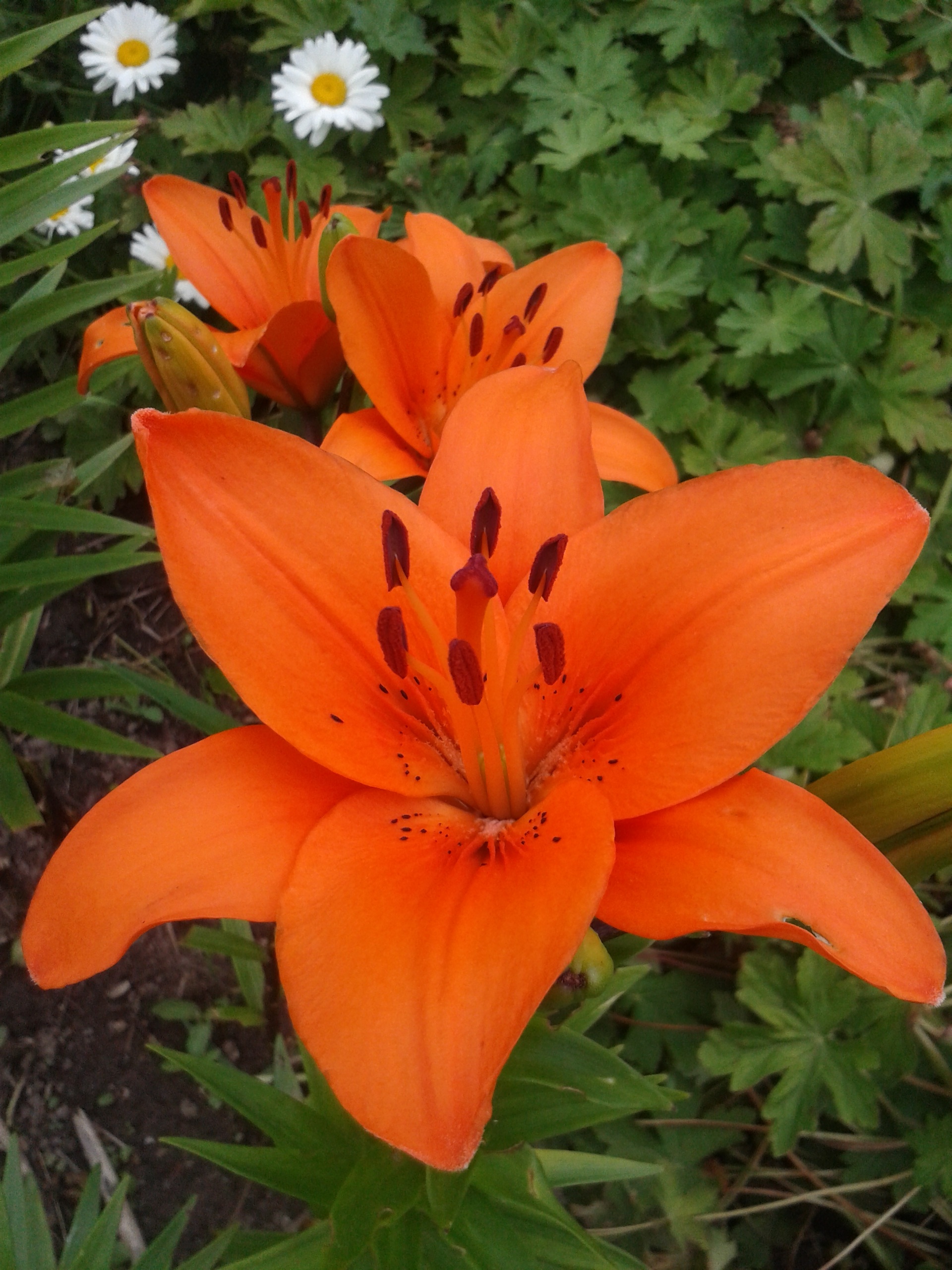 Lily Garden free image download