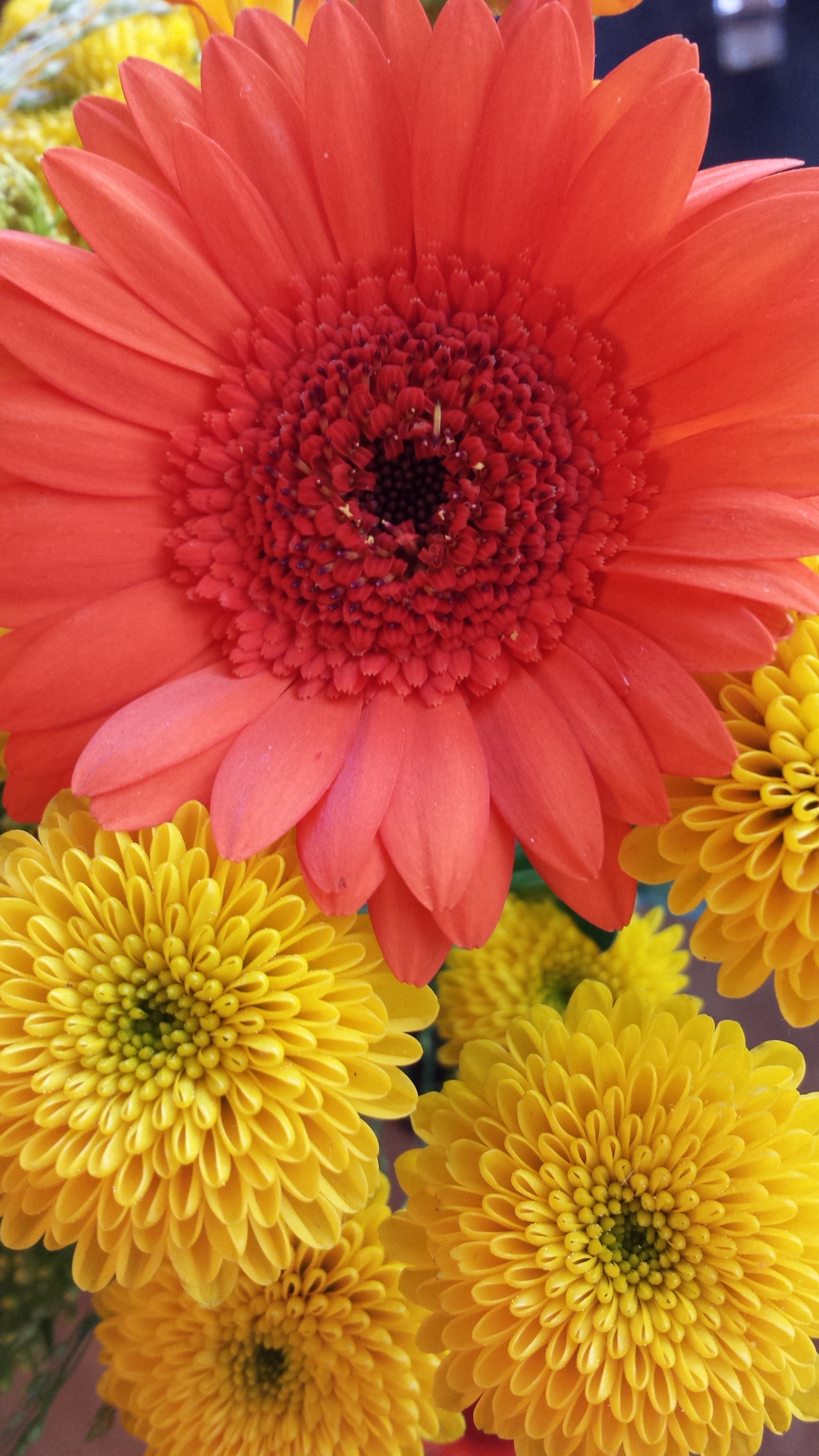 Gerbera Flowers free image download