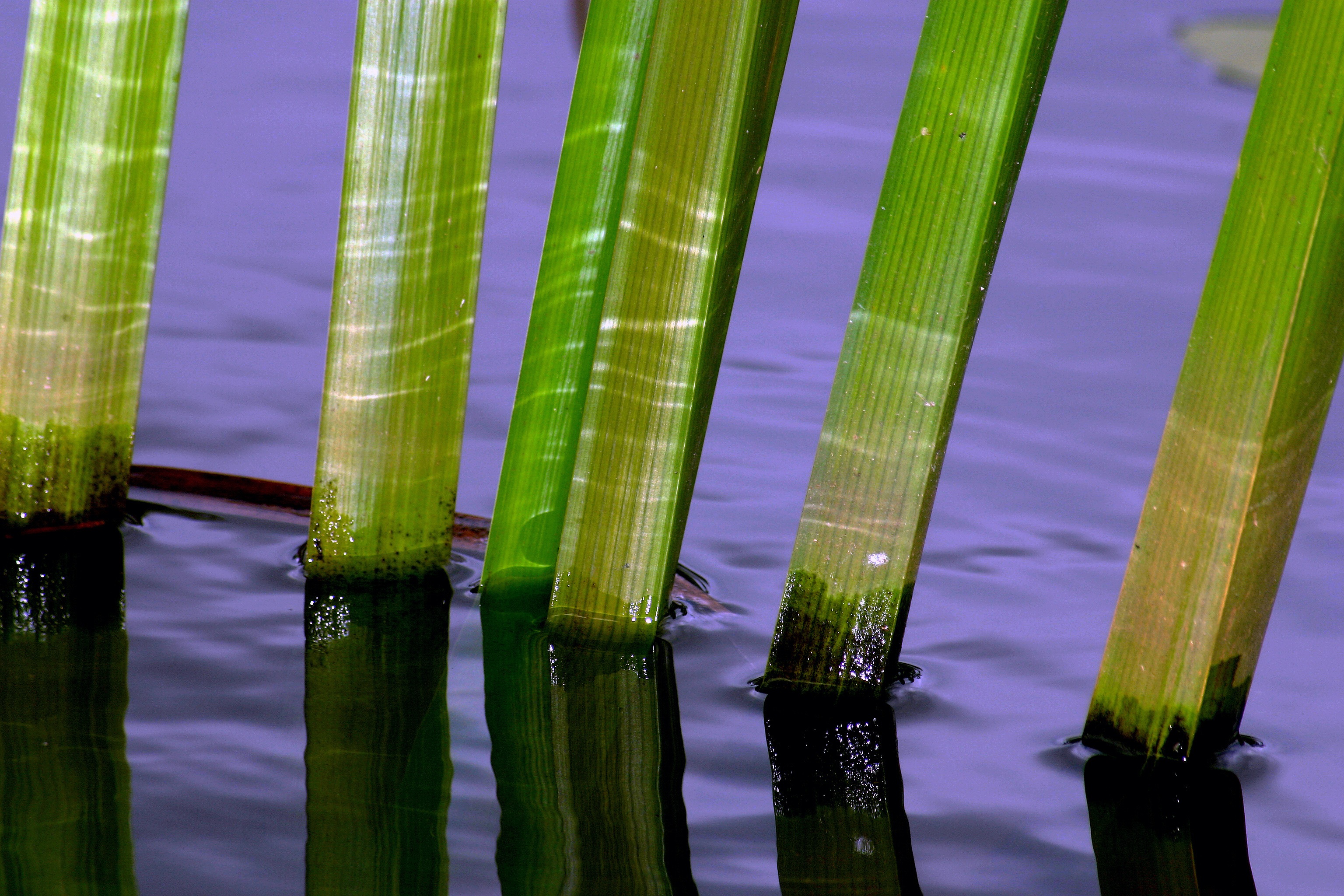 Water Reed Macro free image download