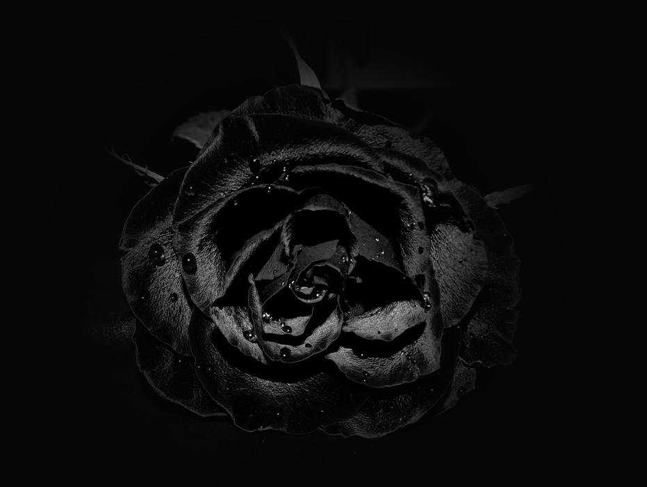 Black Rose Flower at darkness free image download