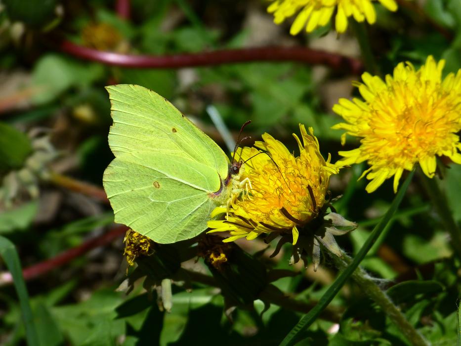 Gonepteryx Rhamni Butterfly Yellow free image download