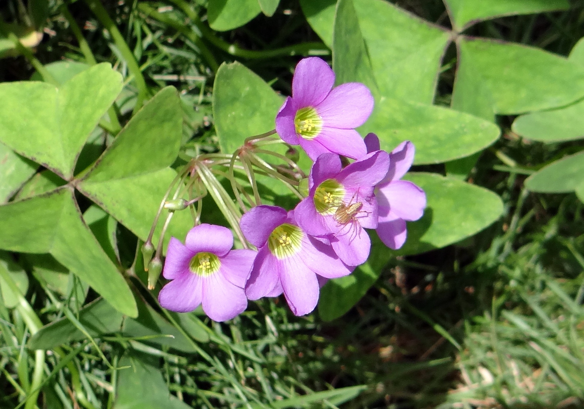 Creeping Wood Sorrel Flower free image download