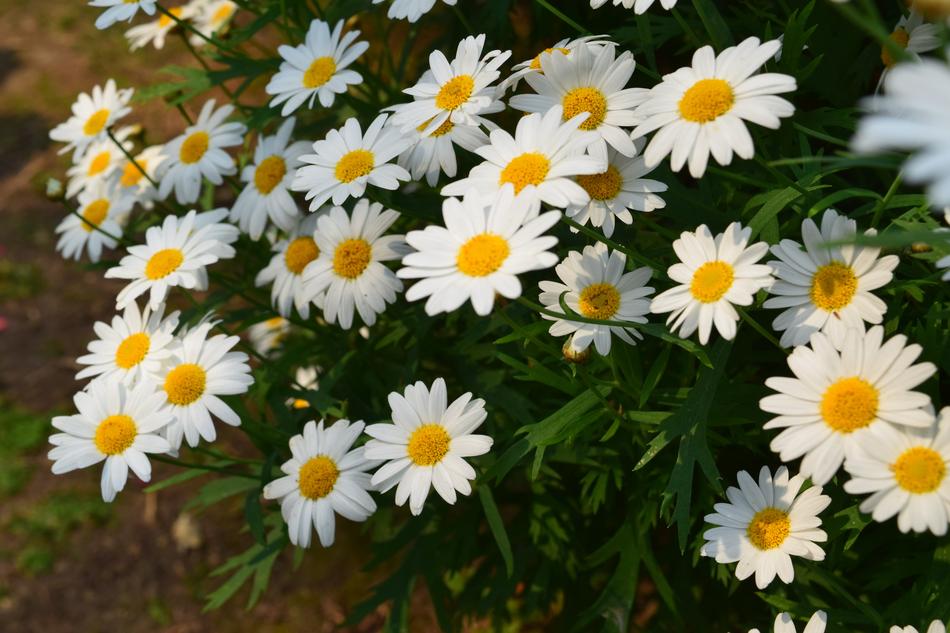 Small White Flowers in garden free image download