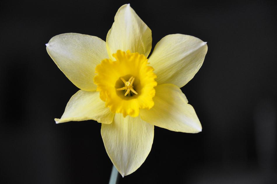 Daffodil Flower Yellow blooming free image download